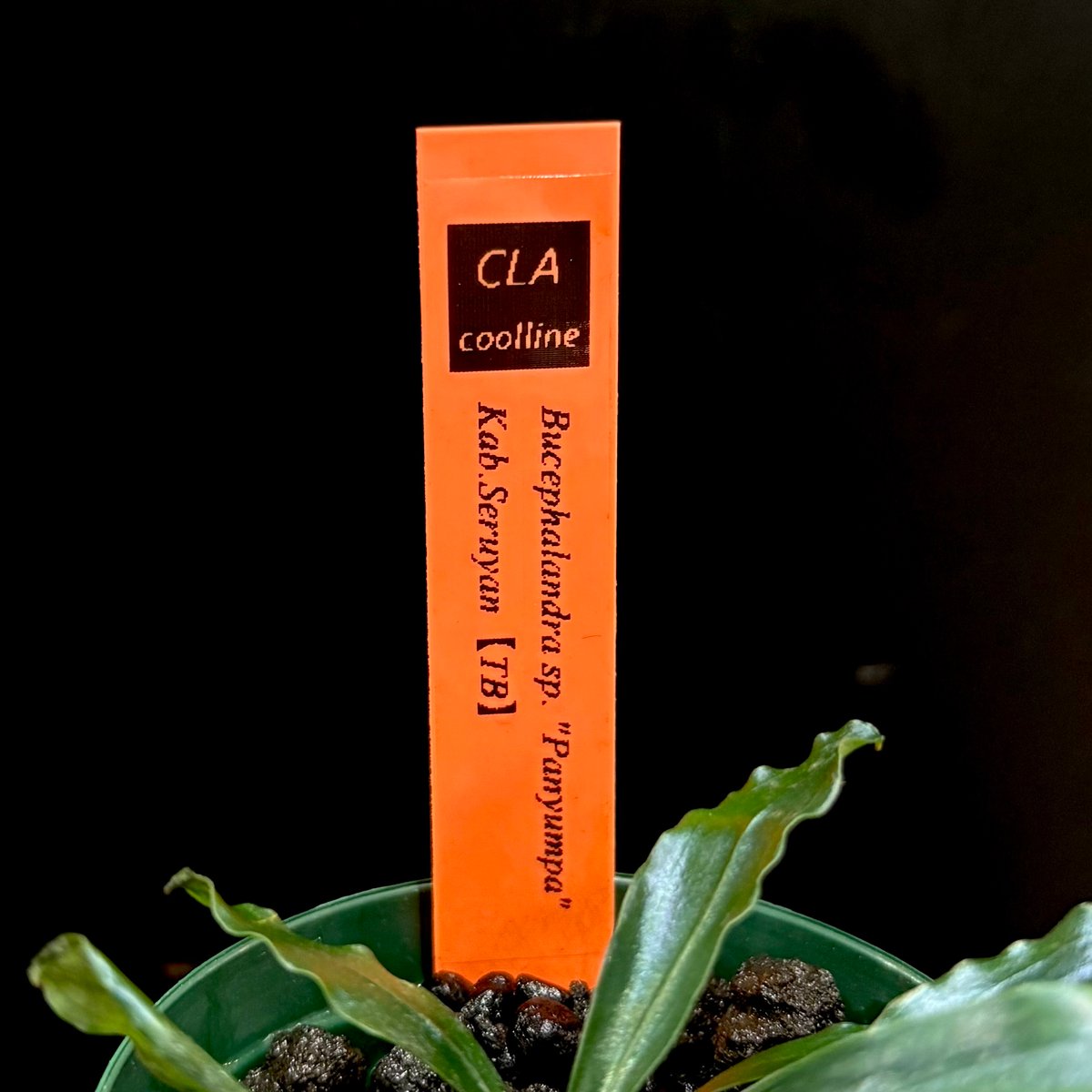 CLA】Bucephalandra sp. 