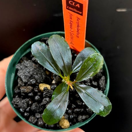 ブセファランドラ29種セット 山本セレクト】おすすめブセファランドラ5種セット | 水草