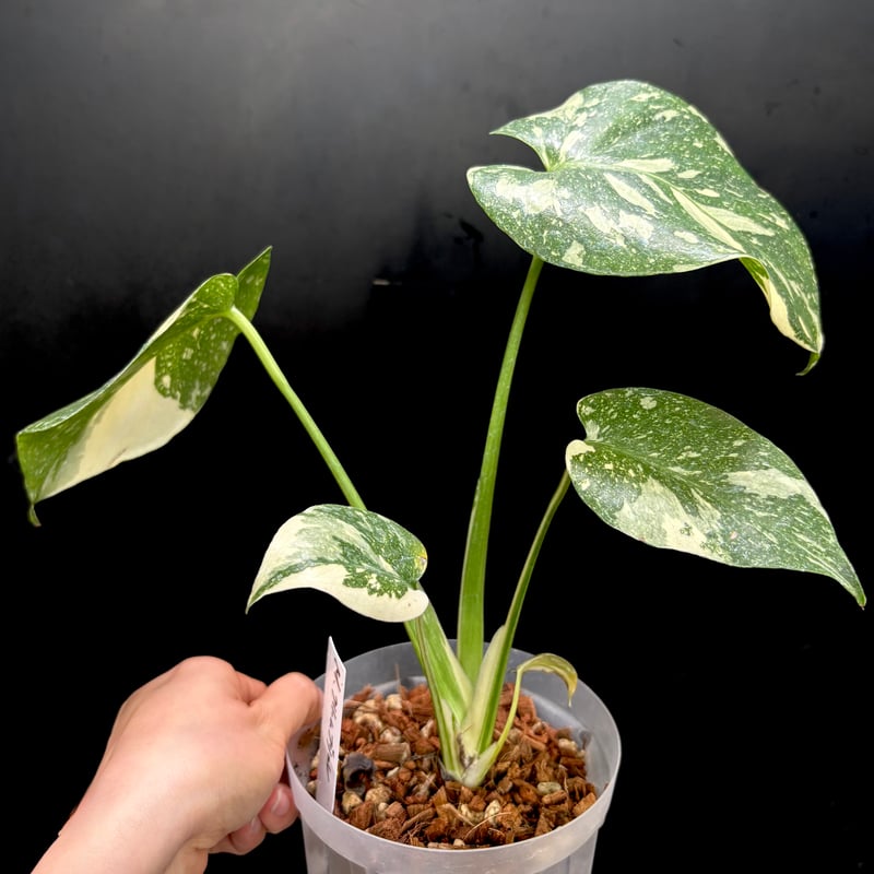 Monstera 'Creme Brulee'(1点物:no.2) | hanatsumugi