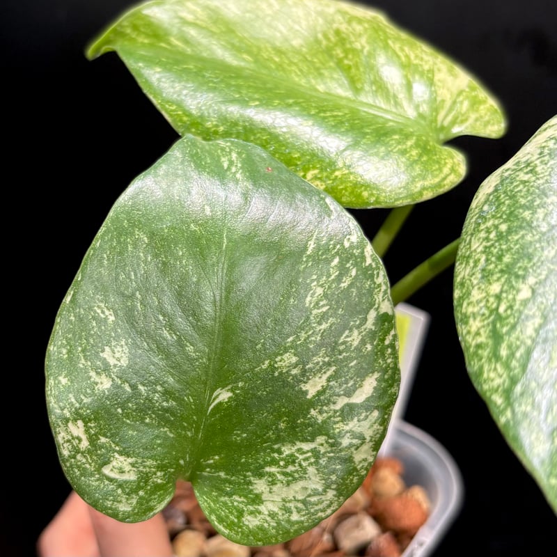 Monstera deliciosa 'White Monster'(天津蘭) (1点物:no