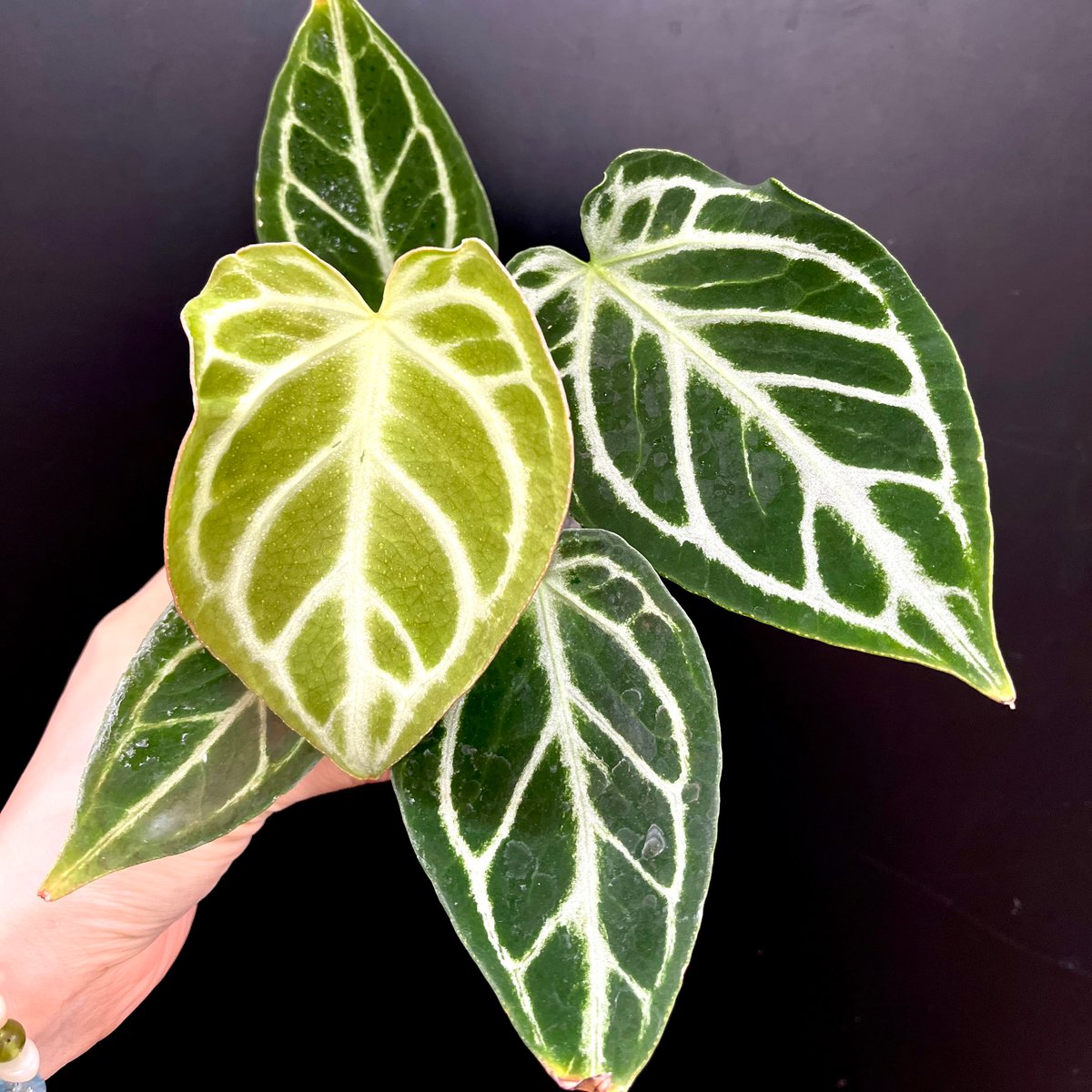 アンスリウム ドラヤキ | hanatsumugi GREEN