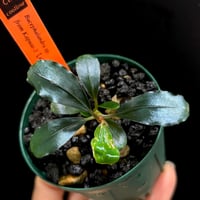 CLA】Bucephalandra sp. 