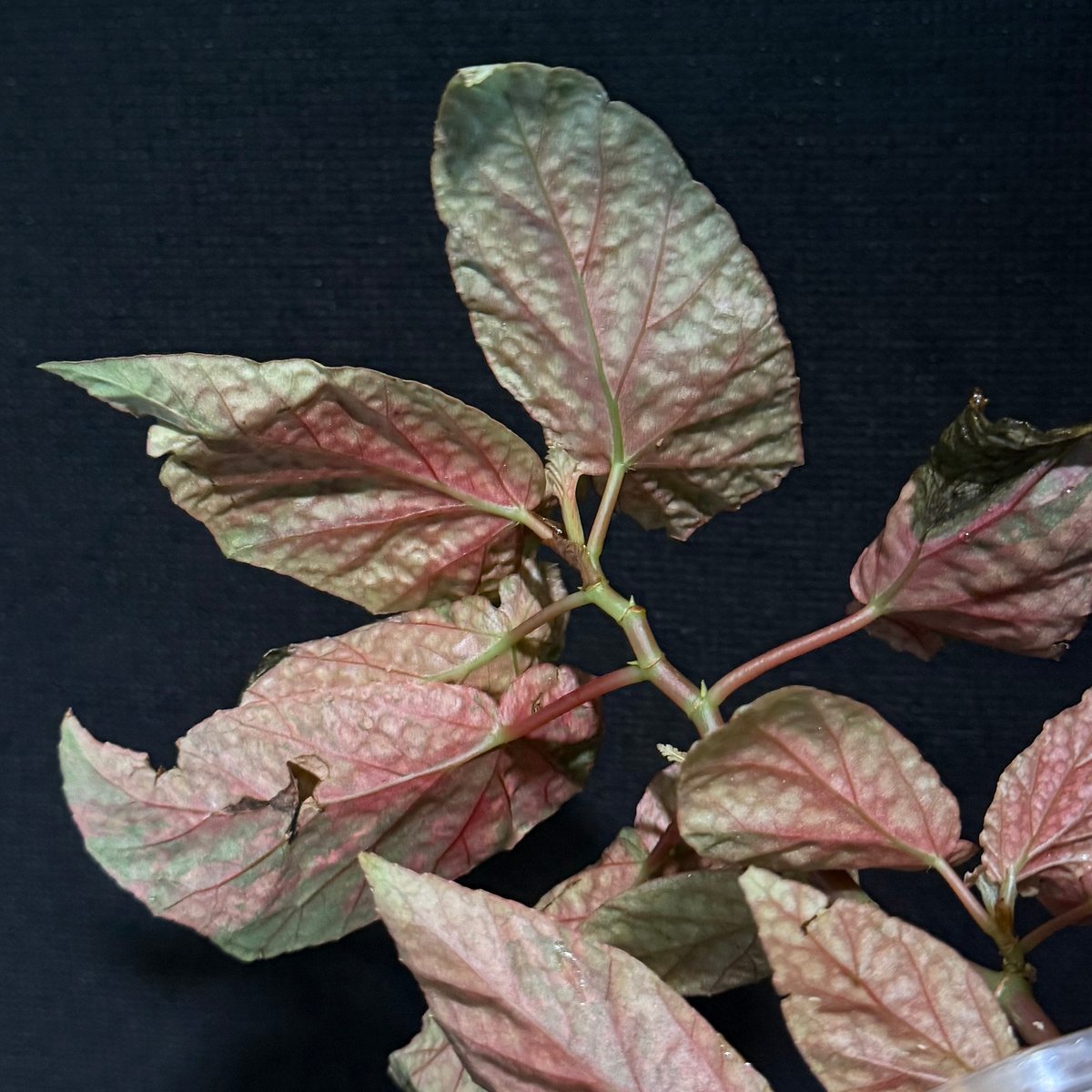 48 ベゴニア　スノーキャップド　斑入り ベゴニア スノーキャップド ピンク斑入り Snow Capped 激レア