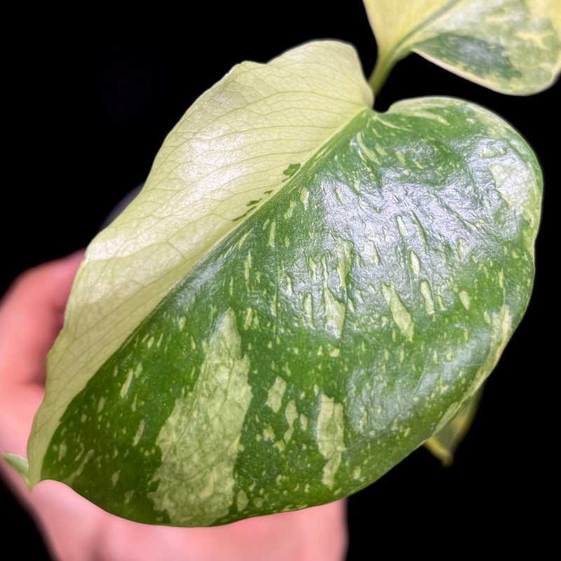 Monstera deliciosa 'Electrolight' (1点物) | hanat