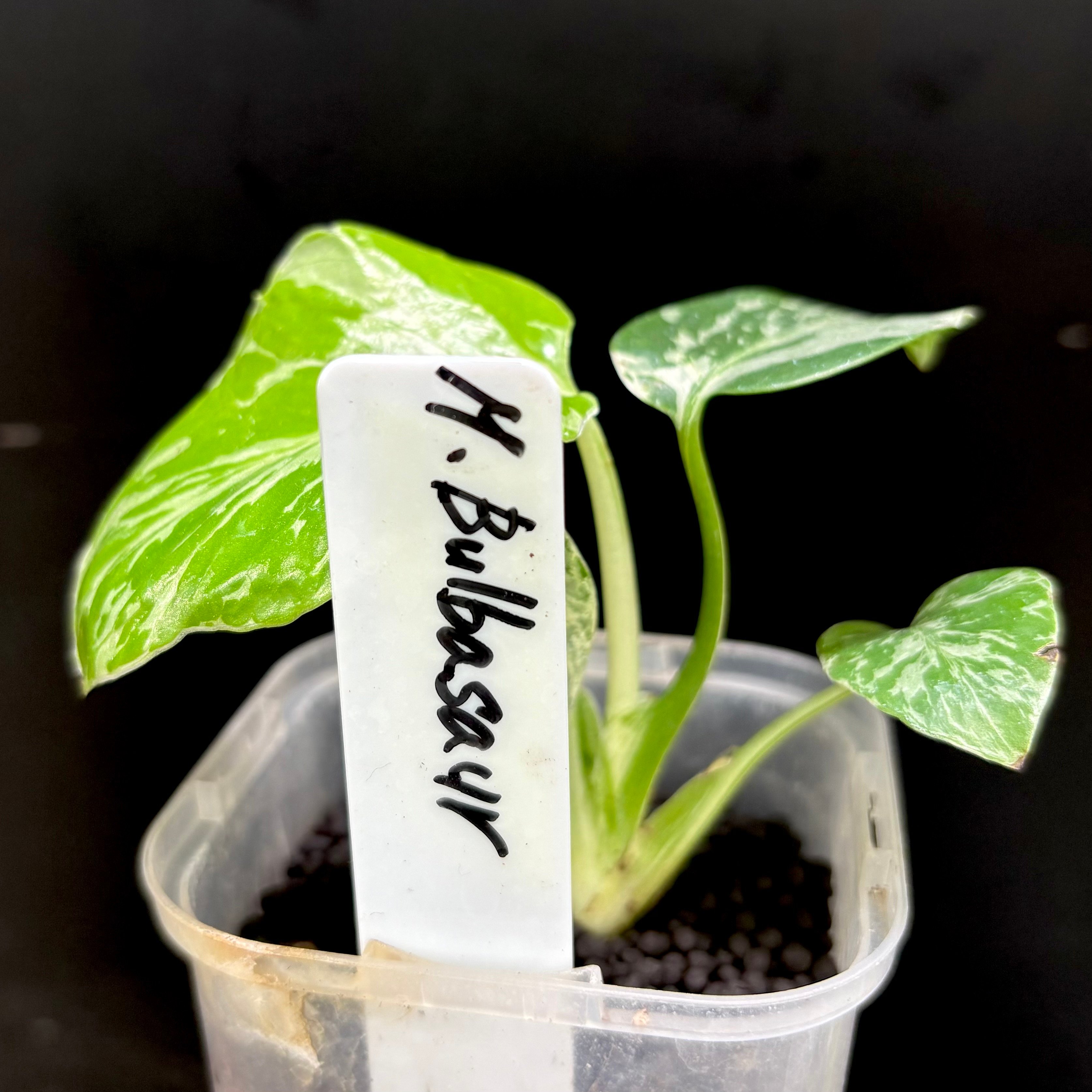 Monstera deliciosa Bulbasaur(1点物:no.1) | hanats