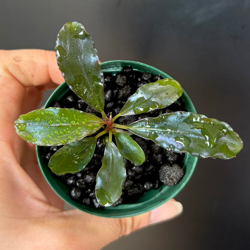 CLA】Bucephalandra sp. 