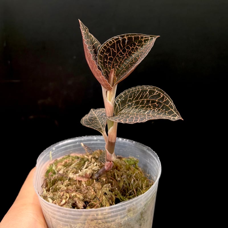 Anoectochilus Red clouds | hanatsumugi GREEN