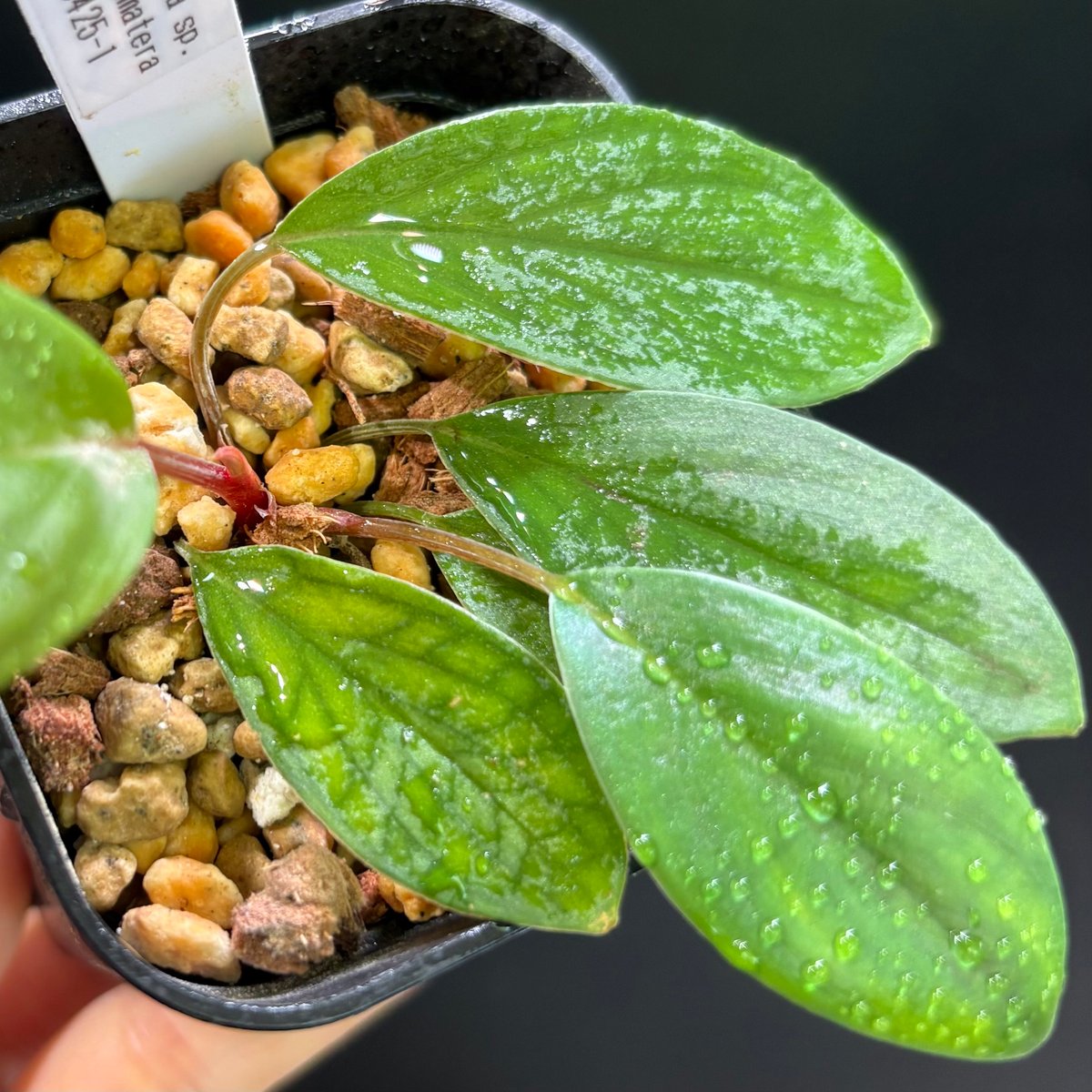 Homalomena sp. Riau Sumatera TK0425-1 赤 Homalomena sp. Riau