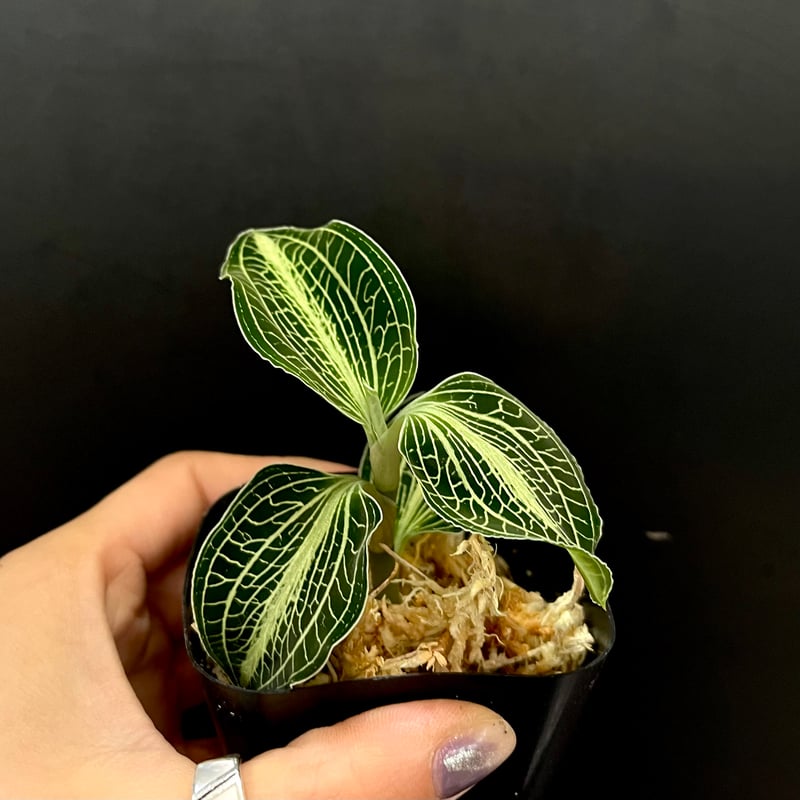 世界の水草1.2.3 ハロウ出版社 山崎美津 夫・山田 洋