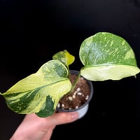 Monstera deliciosa 'Electrolight' (1点物)