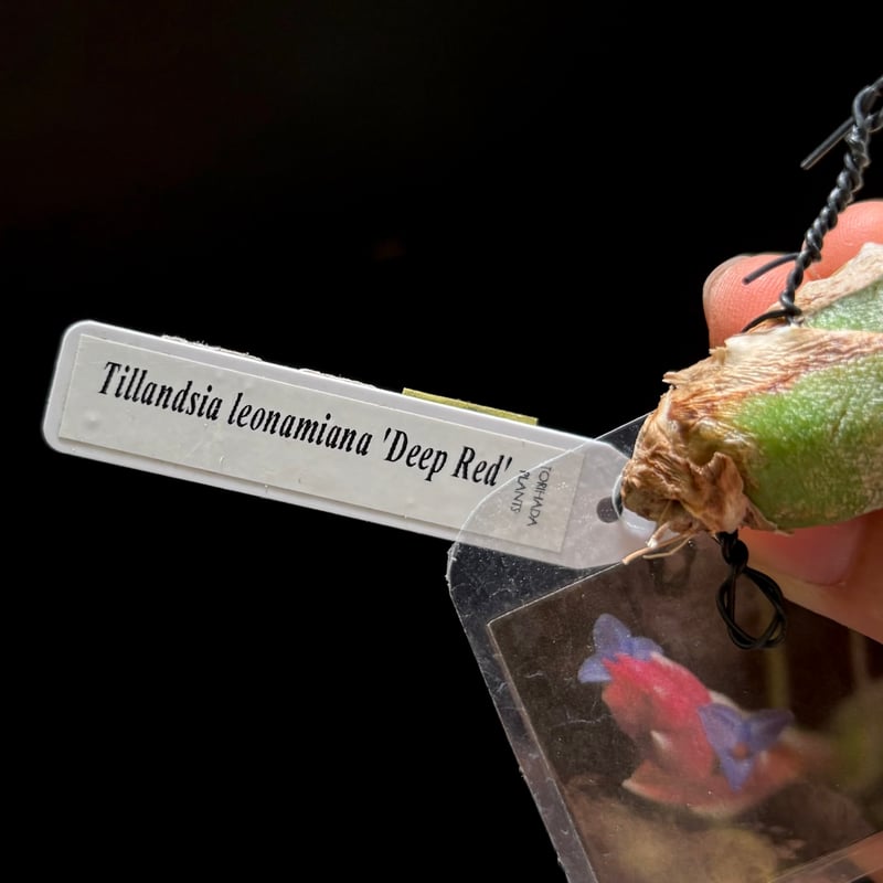 Tillandsia Renate 速達発送 【公式通販】