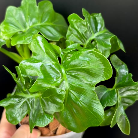 ま*る様 ホマロメナ　ハイブリッド ホマロメナ 原種Homalomenaの交配記録143成功！ – 熱帯植物.com