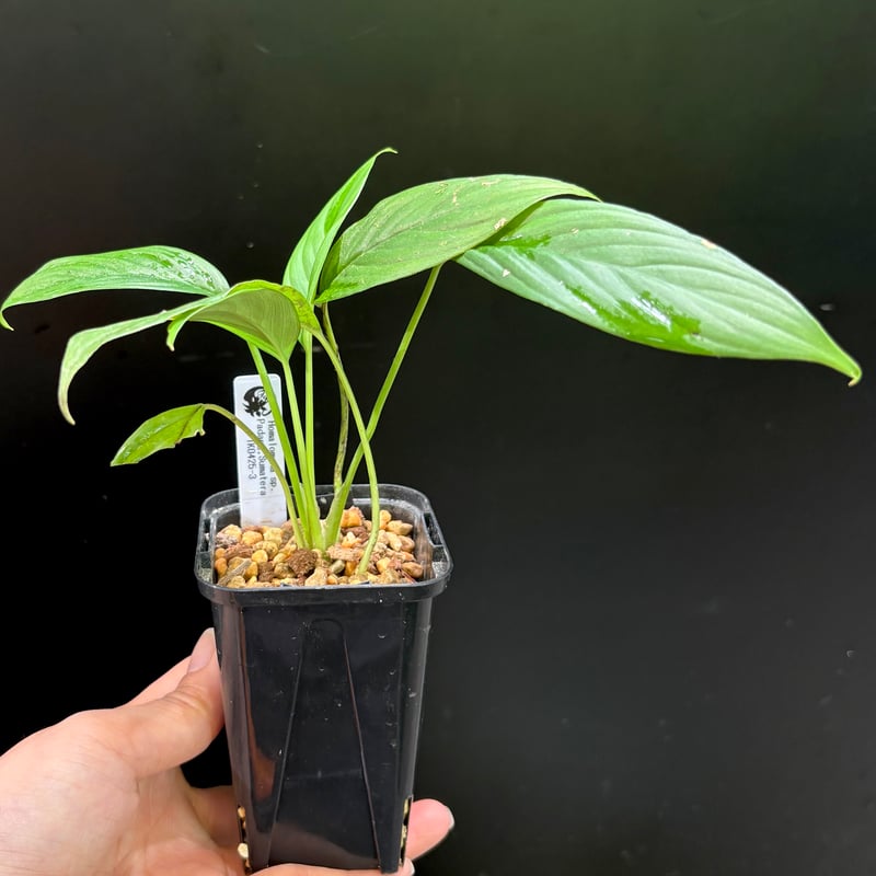 ホマロメナ Homalomena cf.pyrospatha TK0425-3 iMac on X: 