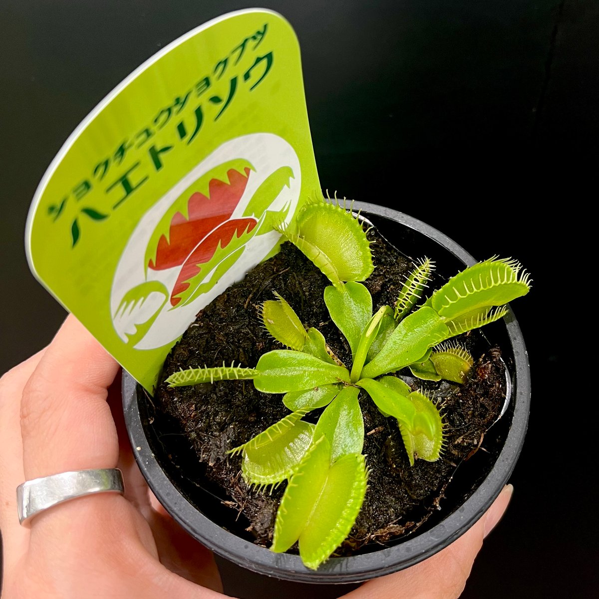 ハエトリソウ | hanatsumugi GREEN