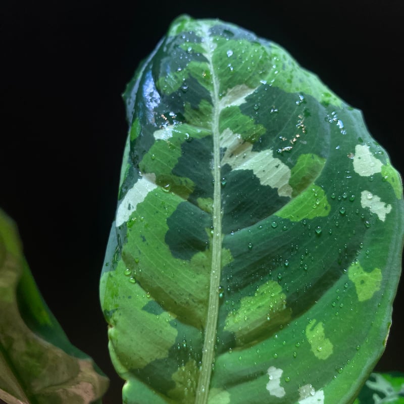 Aglaonema pictum Pagar Alam Z-0123 | hanatsumug...