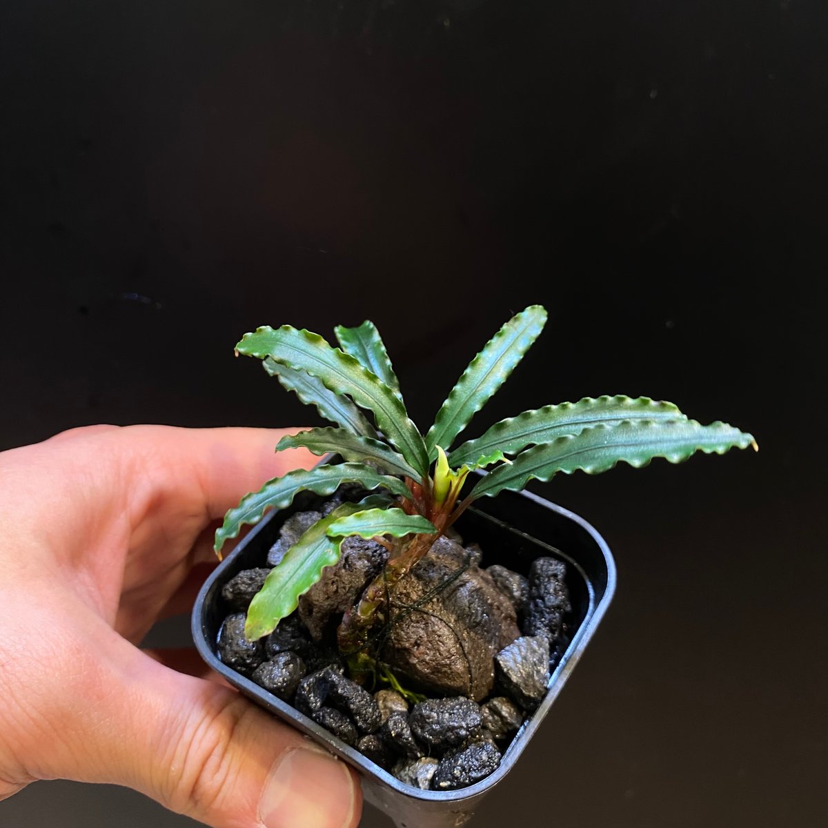 Bucephalandra sp.Blue melon ブルーメロン JB Bucephalandra sp