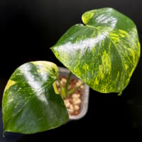 Monstera deliciosa 'Aurea'(1点物:no.1)