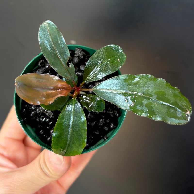 さ*た様 Bucephalandra sp Yahoo!オークション - Bucephalandra sp &#34 Deep Purple” from