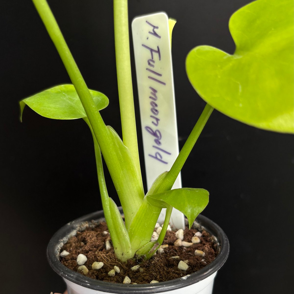 Monstera 'Full Moon Gold'(1点物) | hanatsumugi GREEN