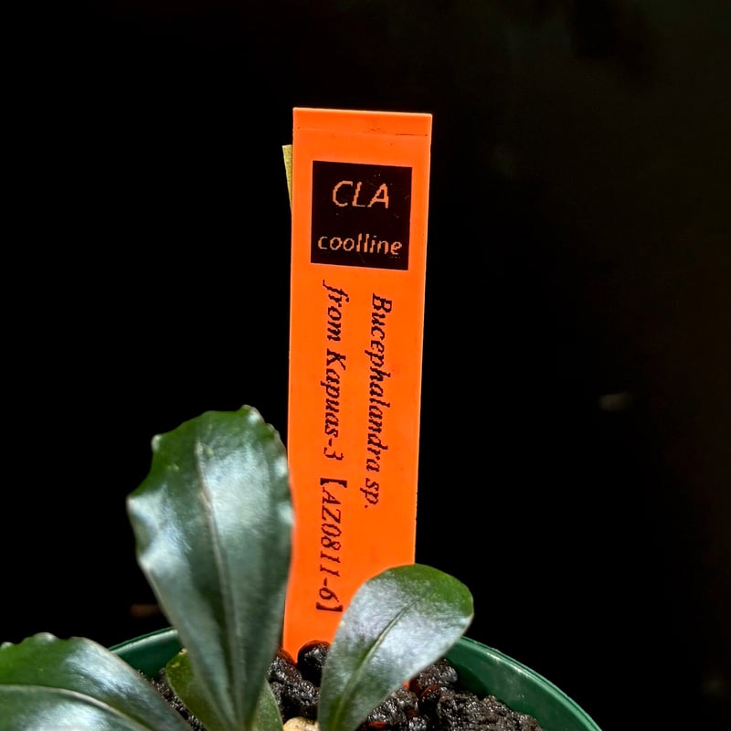 CLA】Bucephalandra sp. from Kapuas-3 【AZ0811-6】