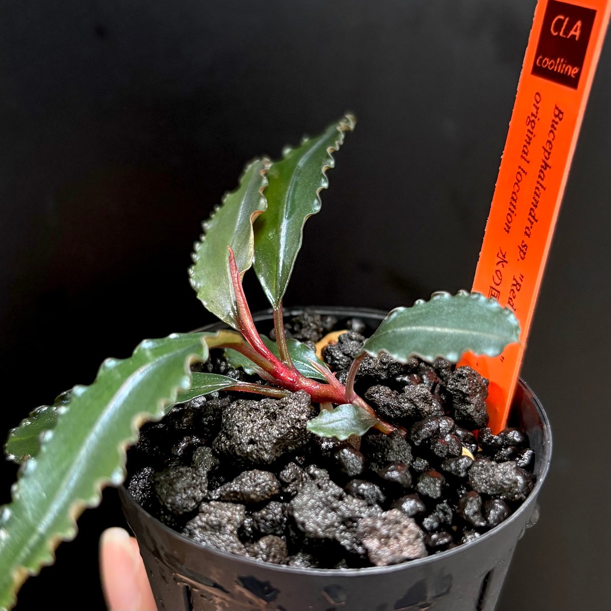Bucephalandra Red waltz レッドワルツ CLA】Bucephalandra sp. 