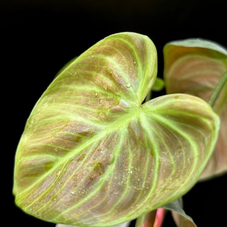 フィロデンドロン | STORES