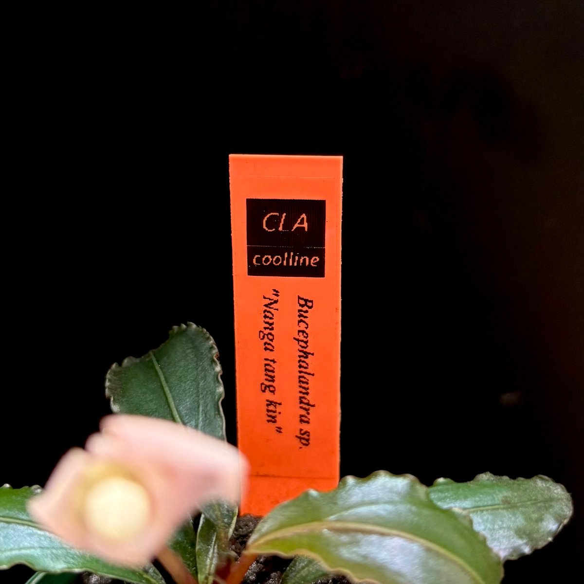 CLA】Bucephalandra sp. 