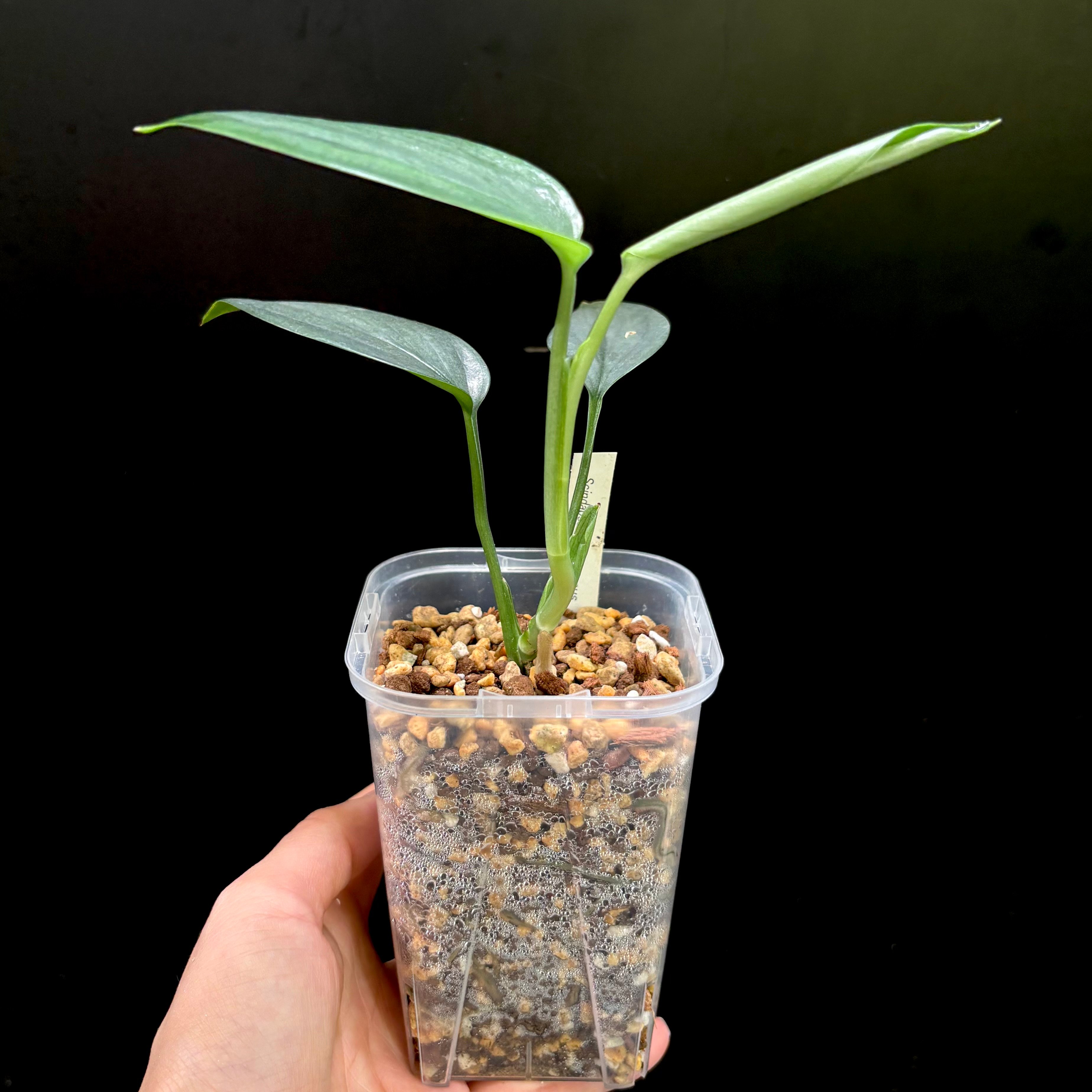 Scindapsus hederaceus | hanatsumugi GREEN