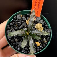 CLA】Bucephalandra sp. 