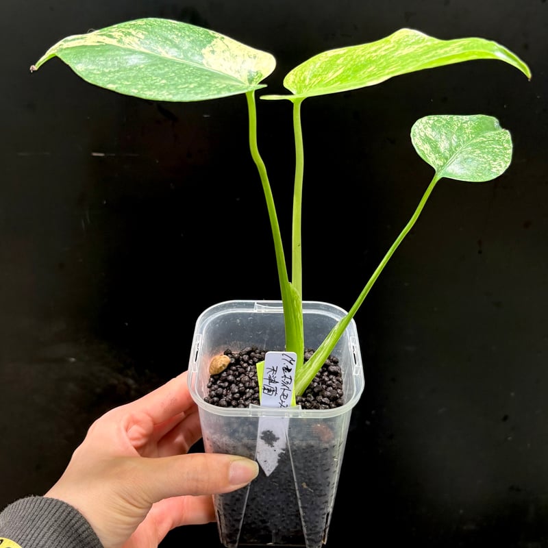 Monstera deliciosa 'White Monster'(天津蘭) (1点物:no