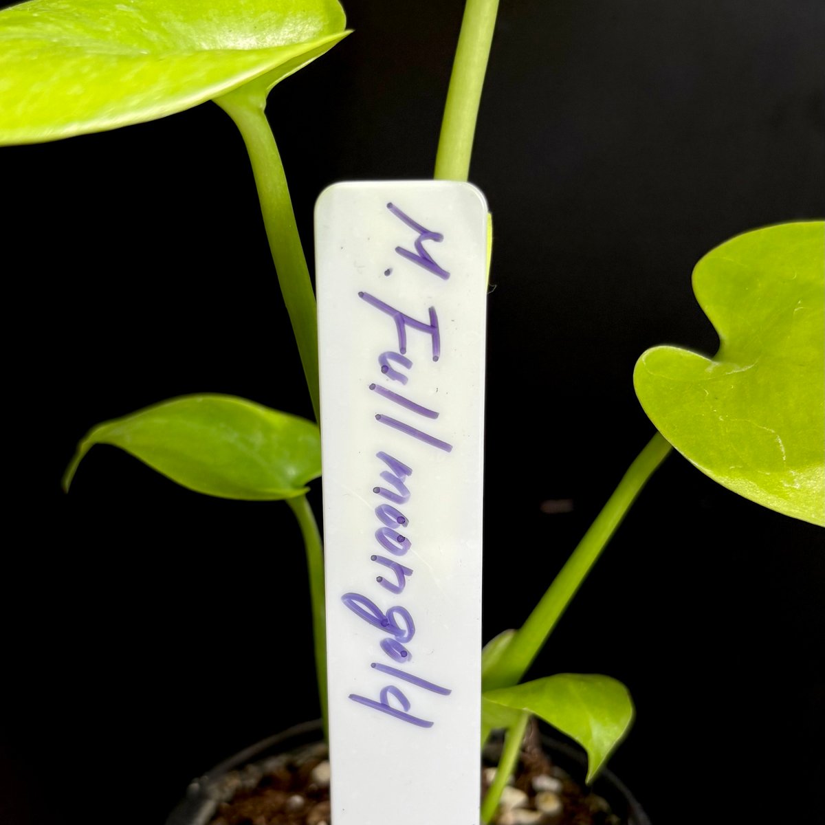 Monstera 'Full Moon Gold'(1点物) | hanatsumugi GREEN