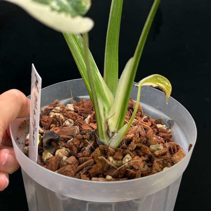 Monstera 'Creme Brulee'(1点物:no.2) | hanatsumugi