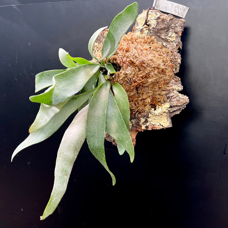 ビカクシダ　ベイチーコルク付け ビカクシダ ベイチー コルク付け