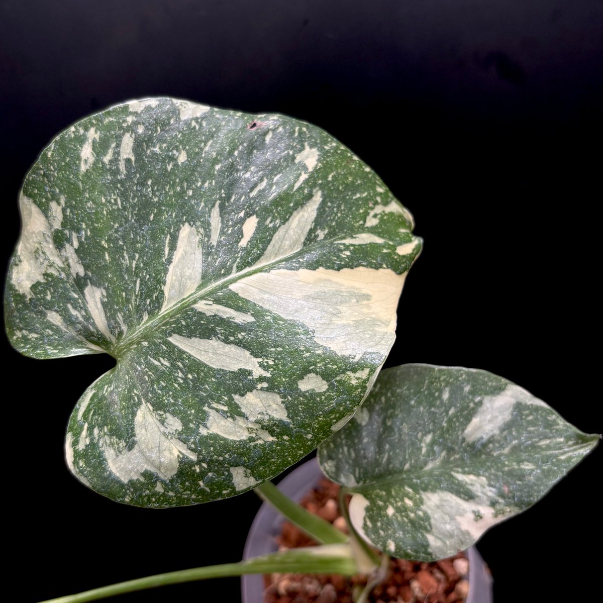 ヒ*毛様 Q009Monstera Creme Brulee モンステラ・クレー Monstera 'Creme Brulee'(1点物:no.2) | hanatsumugi
