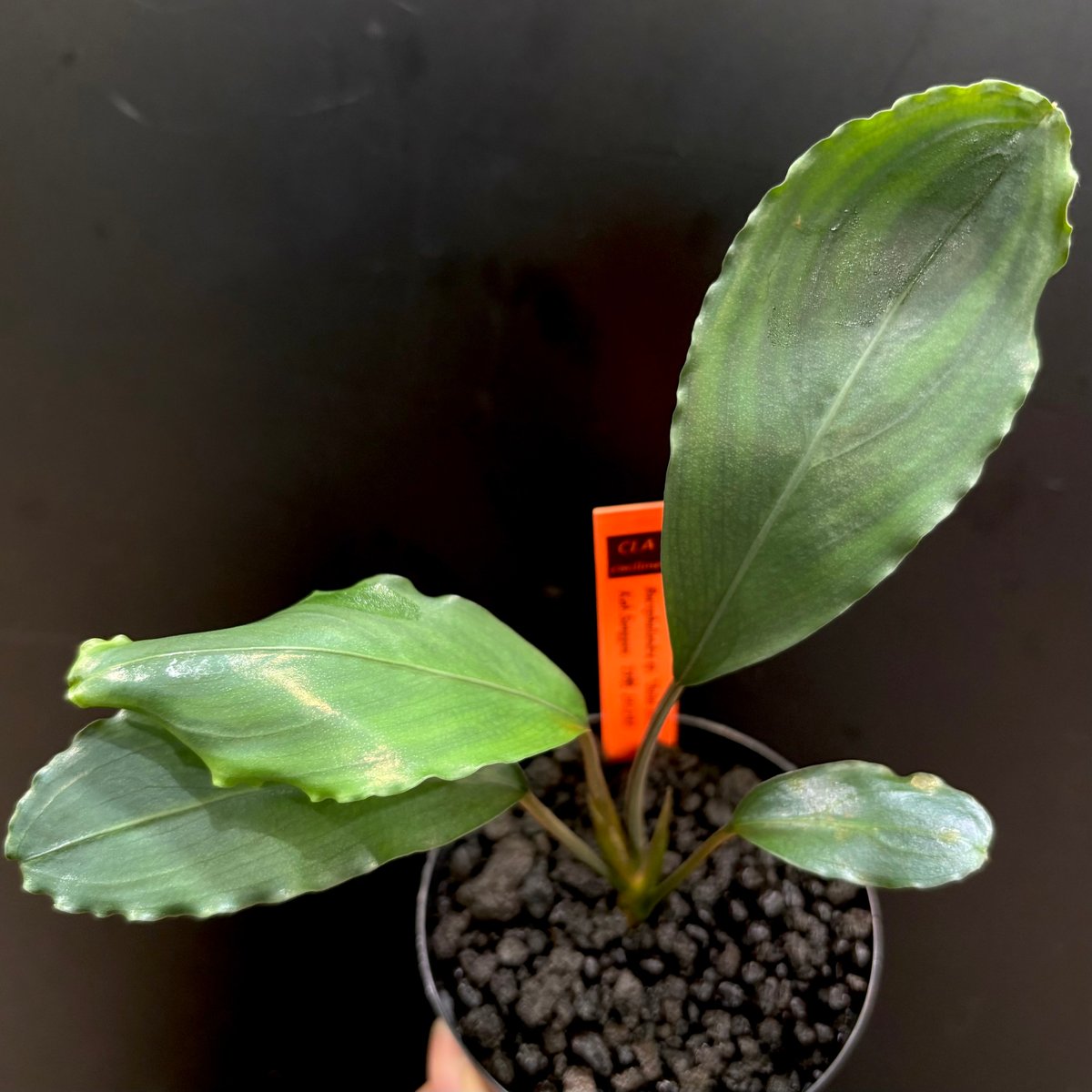 CLA】Bucephalandra sp. 
