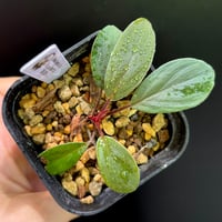 Homalomena sp. Sumatera Barat TK0425-1【Homa-000