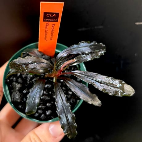 ブセファランドラ | STORES