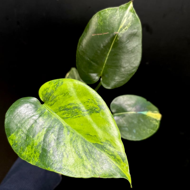 Monstera deliciosa 'Aurea'(1点物:no.3) | hanatsum