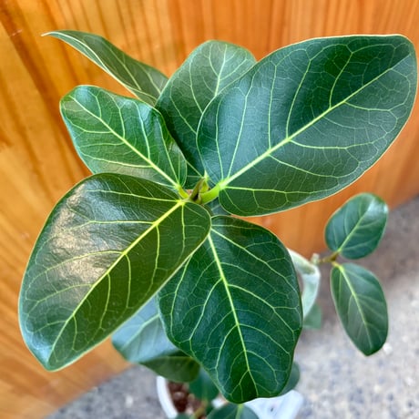 フィカス | STORES