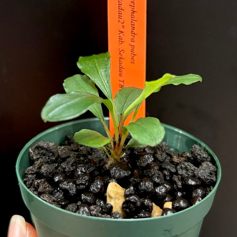 CLA】Bucephalandra pubes 