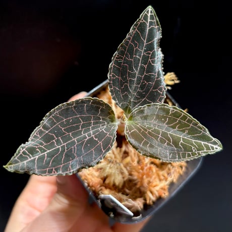 ジュエルオーキッド | STORES