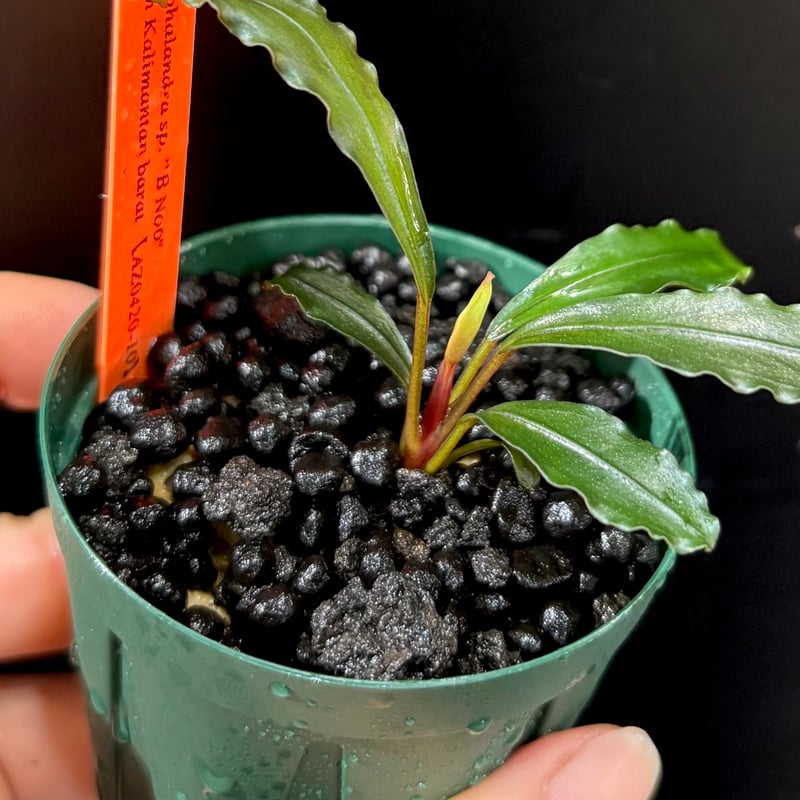 AZタグ付き】ブセファランドラ Bucephalandra sp. B オファー No6 AZ便
