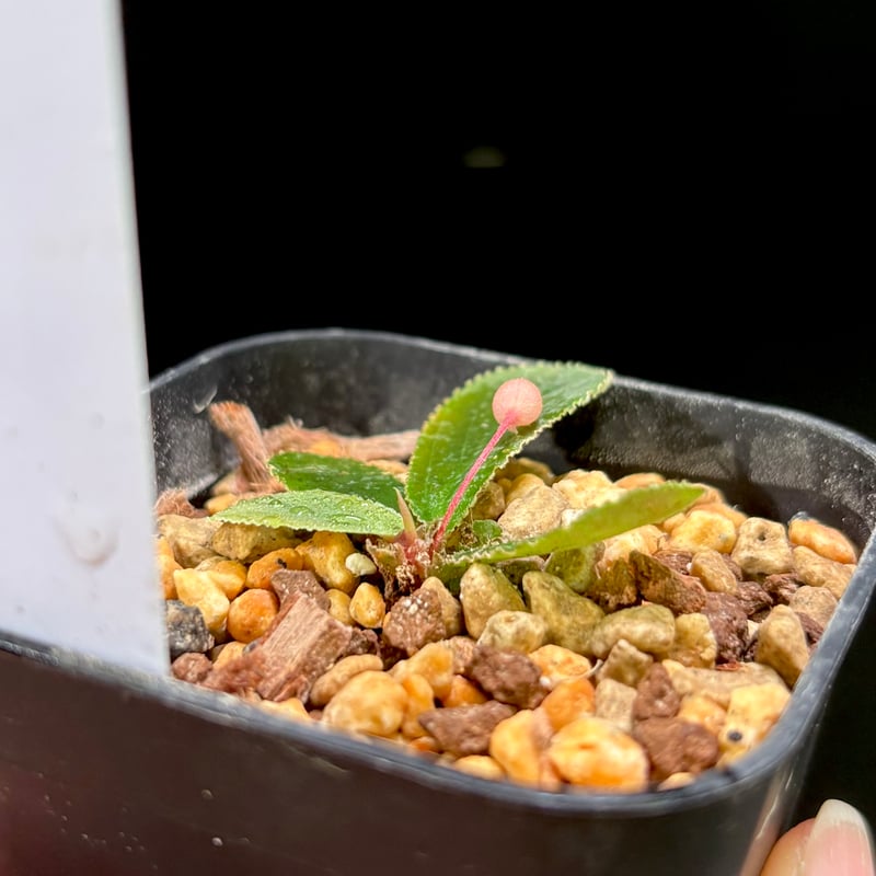 Homalomena sp. Payakumbuh TK0425-3【Homa-0002】 |