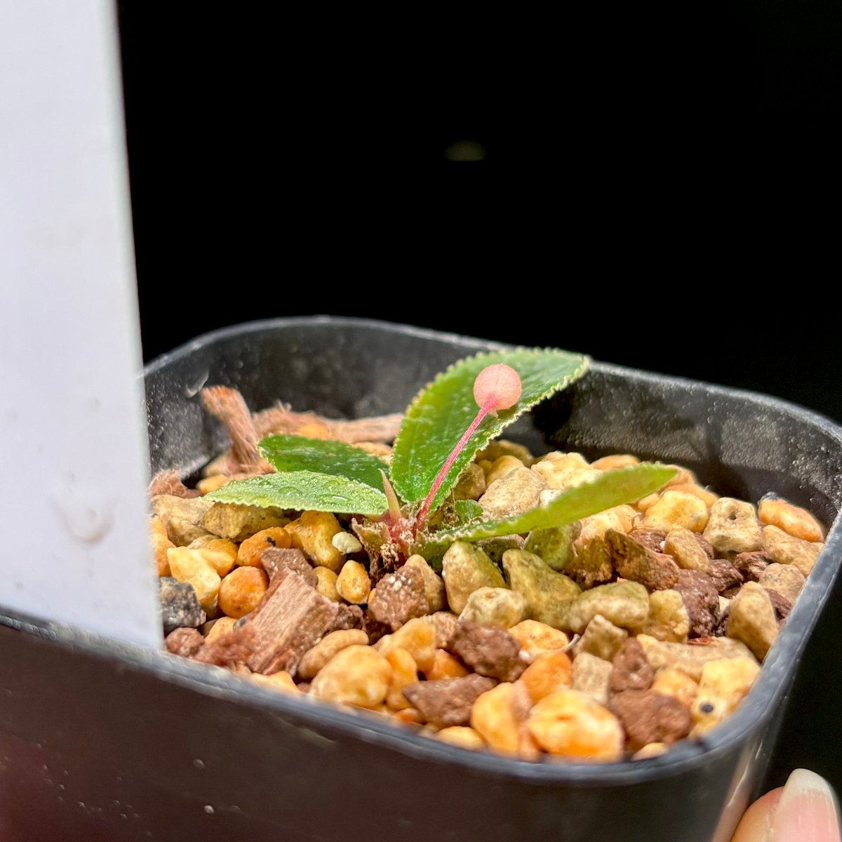 Homalomena sp. Payakumbuh TK0425-3【Homa-0002】 |