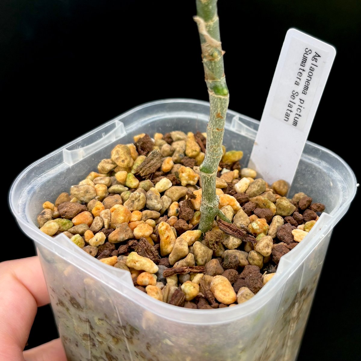 Aglaonema pictum Sumatera Selatan | hanatsumugi