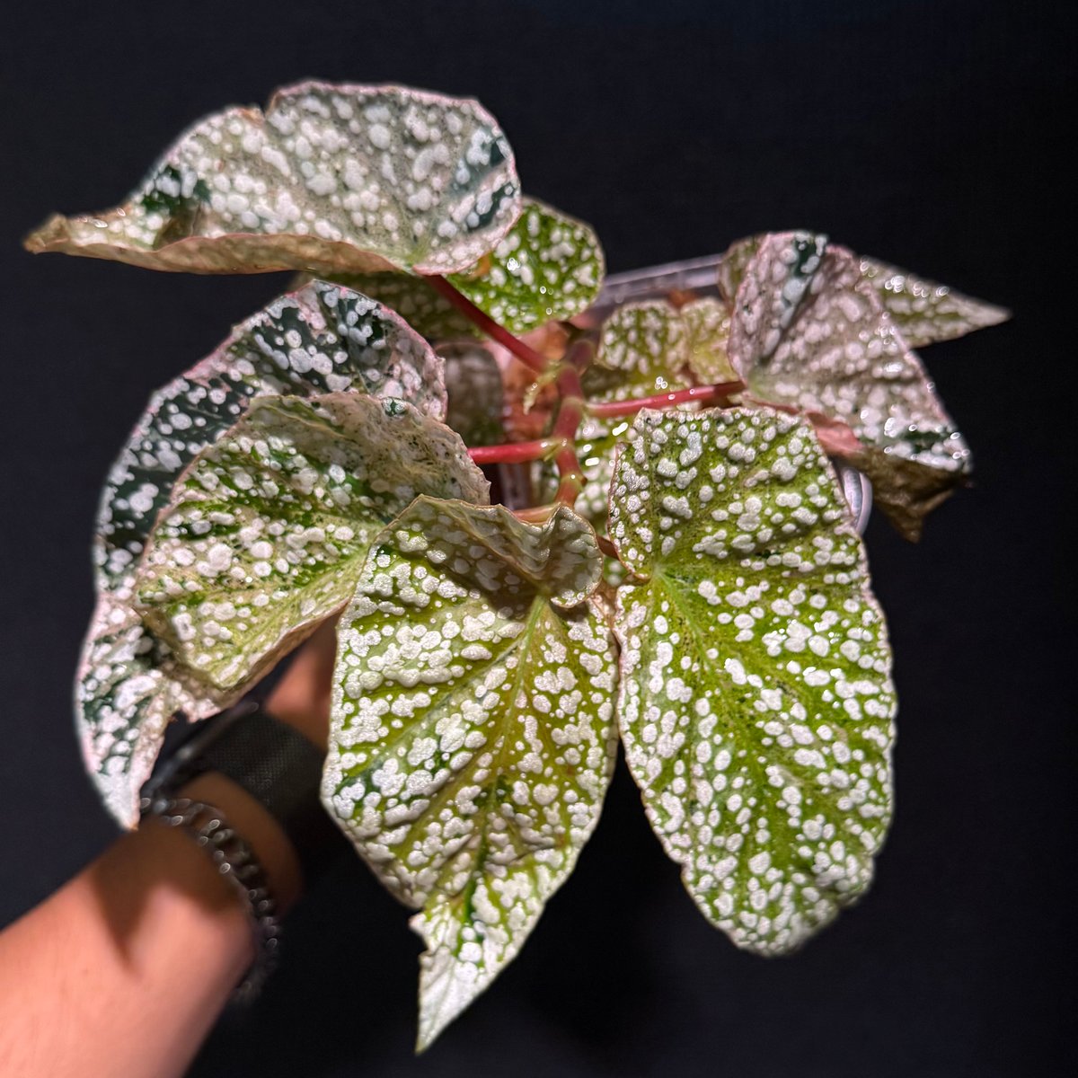 48 ベゴニア　スノーキャップド　斑入り ベゴニア スノーキャップド ピンク斑入り Snow Capped 激レア