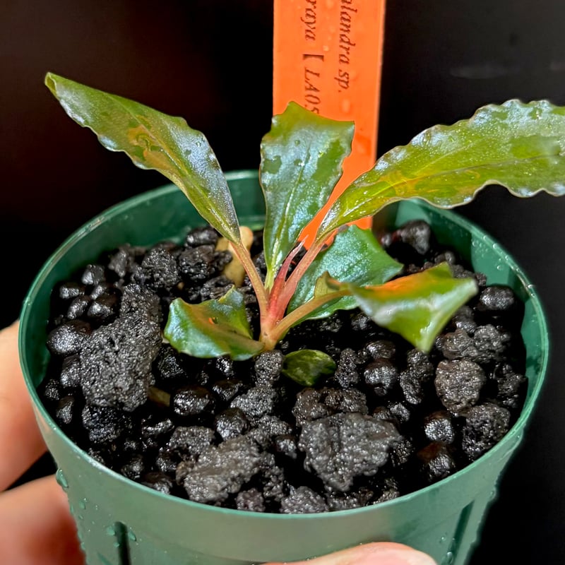 水草 Bucephalandra sp.\