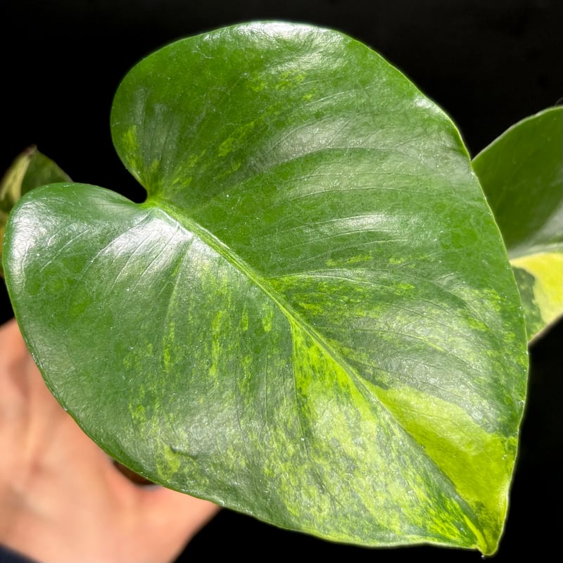 Monstera deliciosa 'Yellow Marilyn'(1点物:no.2) |