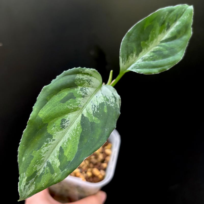Aglaonema pictum Sumatera Selatan | hanatsumugi