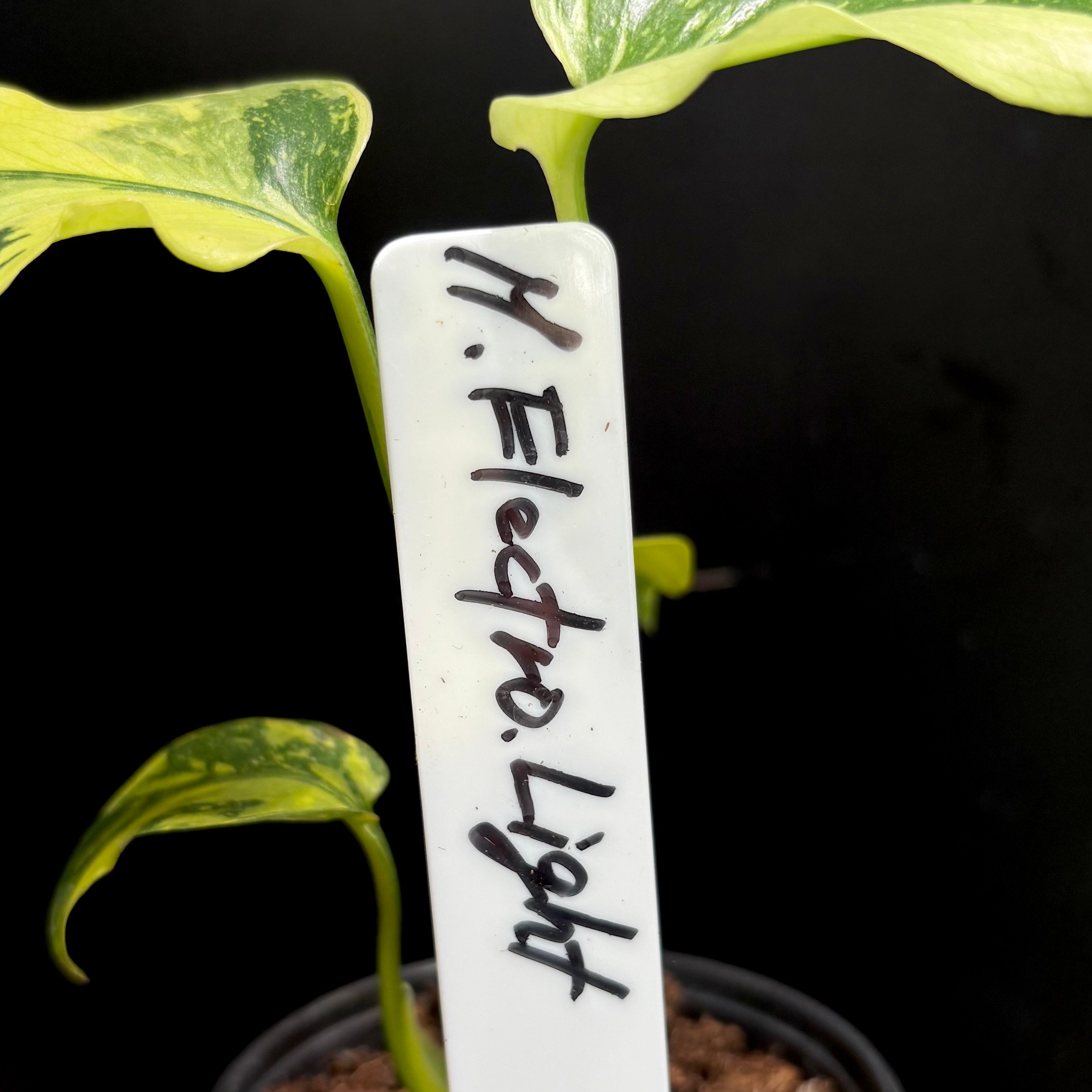 Monstera deliciosa 'Electrolight' (1点物) | hanat